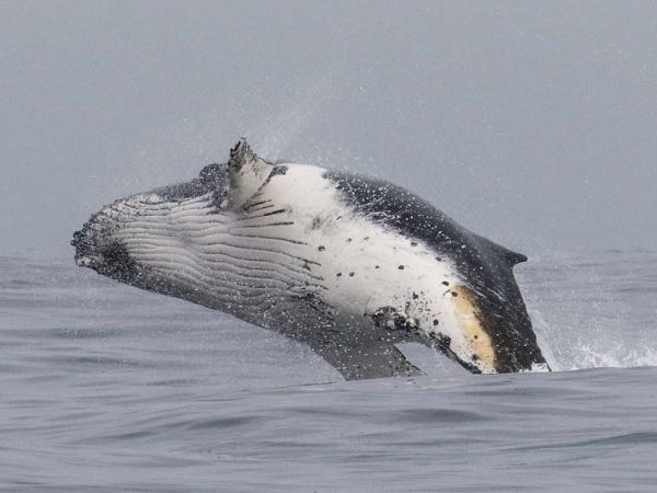 Ballena jorobada, Chile ©Greenpeace.