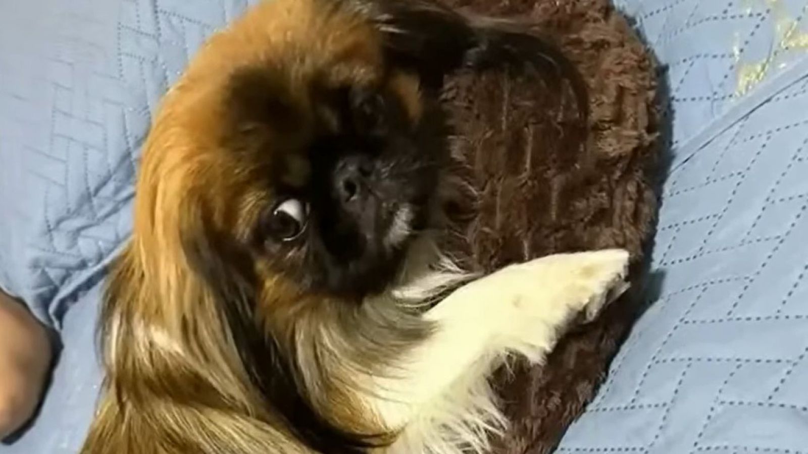 Perro pekinés murió al viajar en maletero de bus