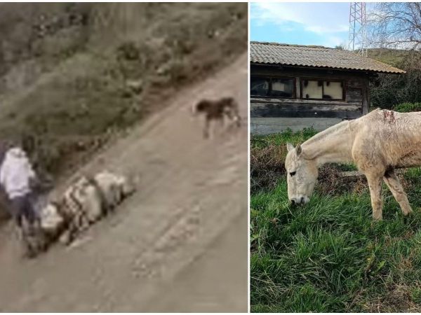 sujeto golpea a caballo en Machalí.
