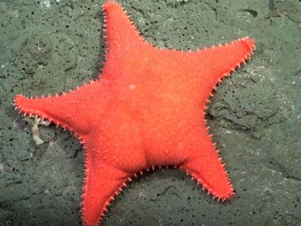 Estrella de mar antártica captada a 3900 metros bajo el mar en el cañón submarino de Mar del Plata durante transmisión científica en vivo.