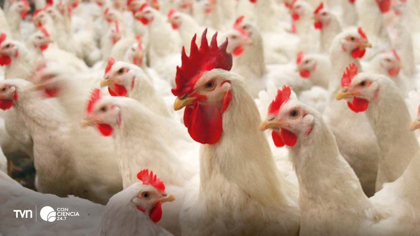 Investigadores observan el comportamiento de pollos de engorde en estudio sobre bienestar animal en la Universidad de Chile.