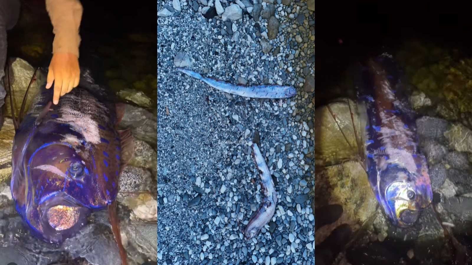 Peces remo en México