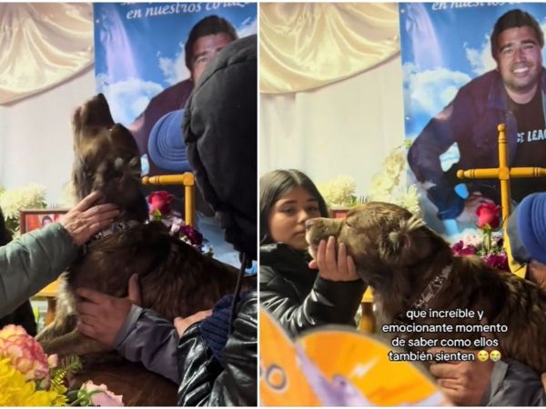 Perro en velorio de su dueño