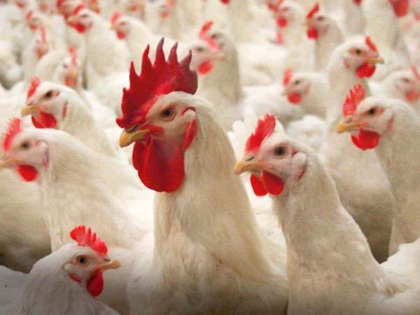 Investigadores observan el comportamiento de pollos de engorde en estudio sobre bienestar animal en la Universidad de Chile.