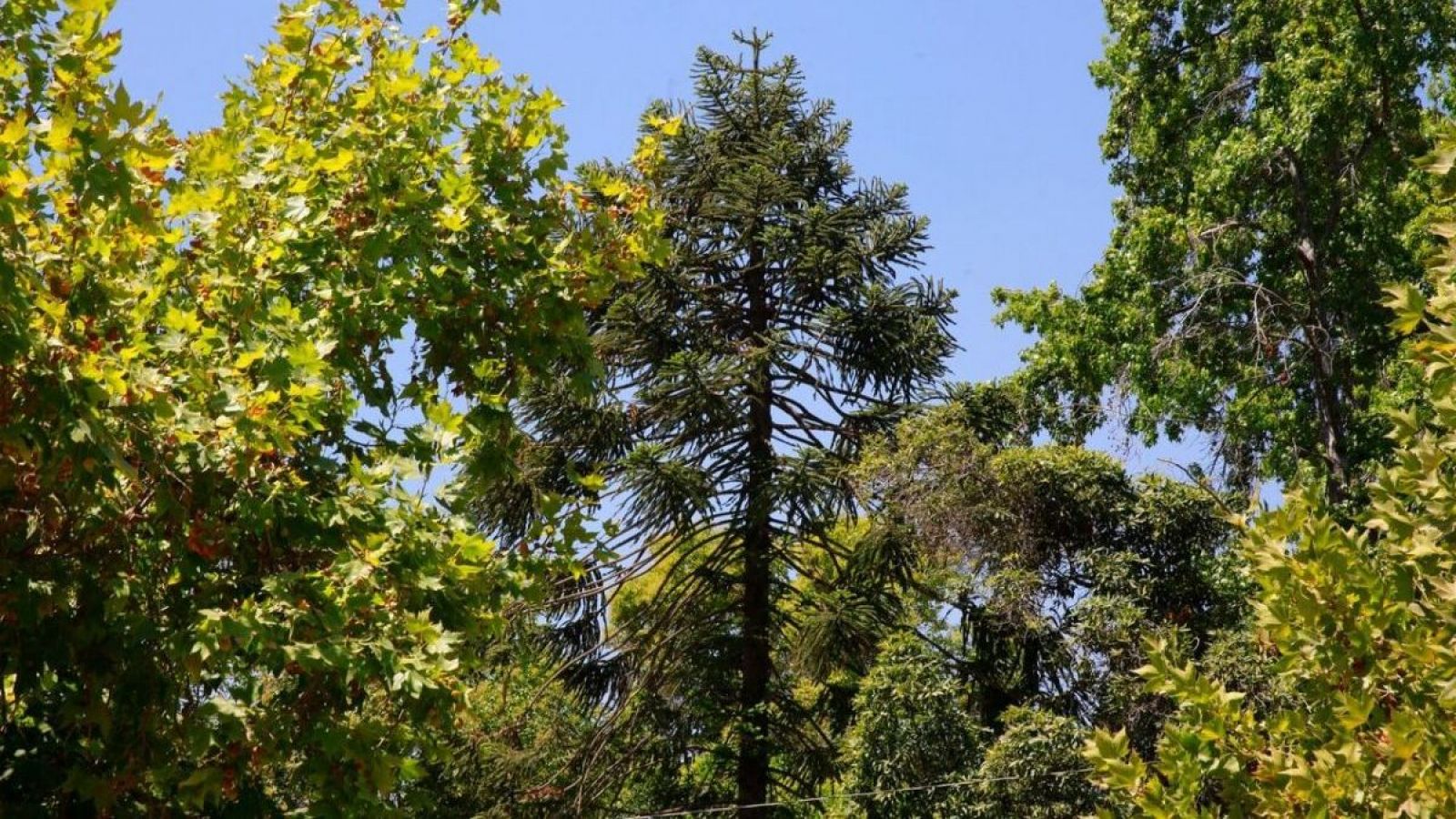 Araucaria