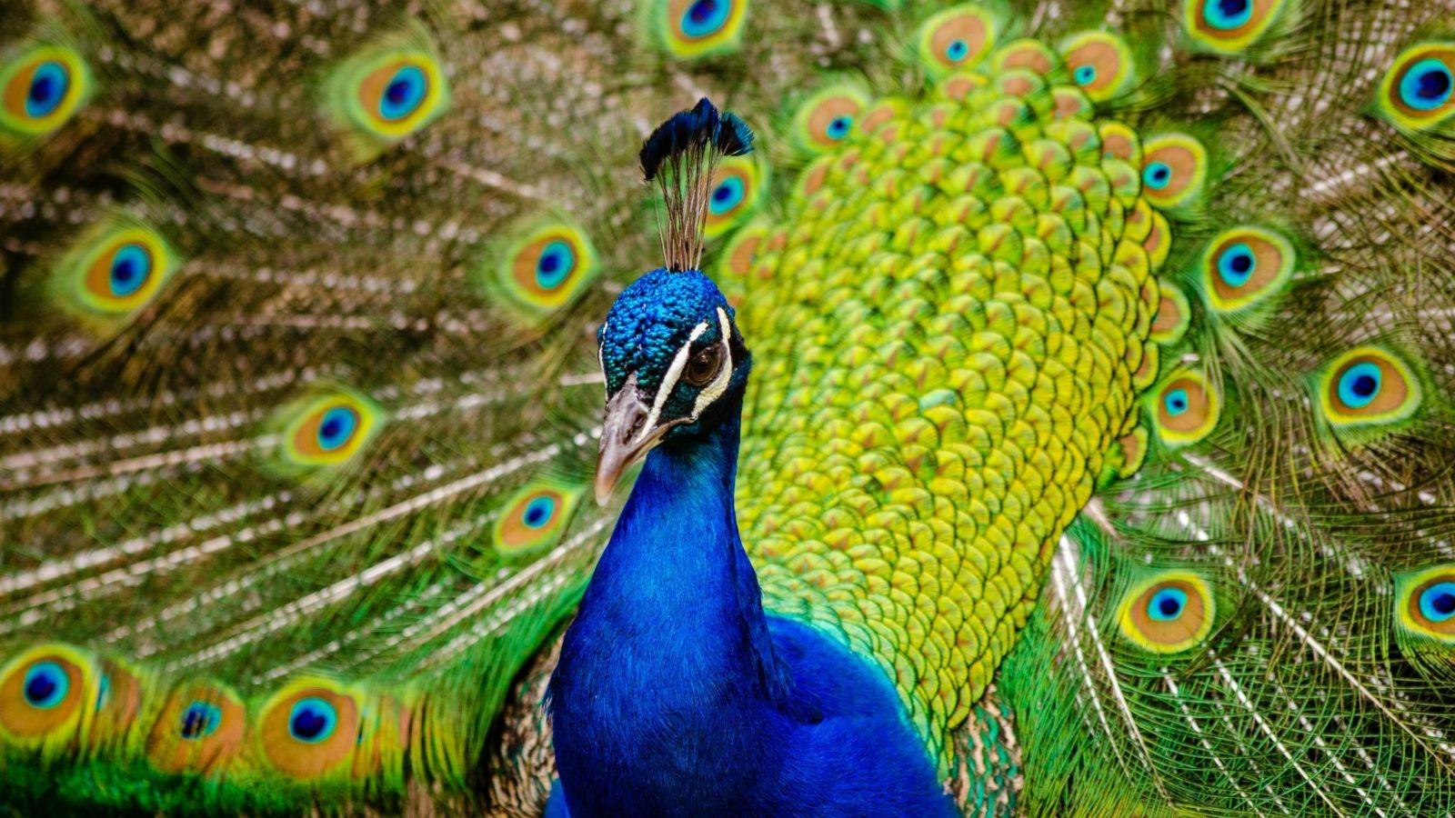 Pavo real