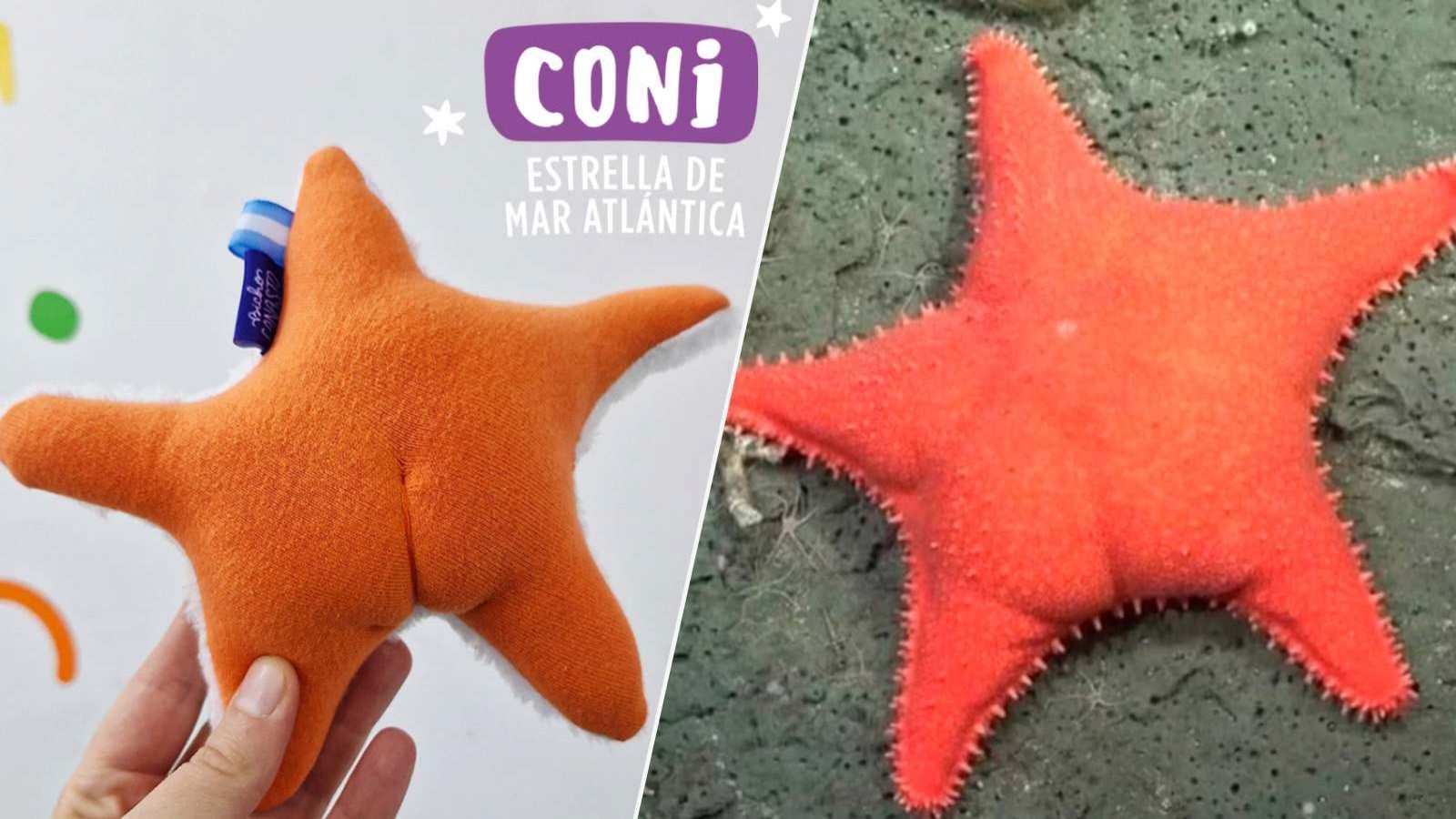 Estrella de mar, Patricio Estrella
