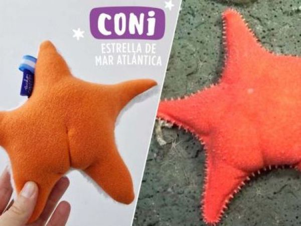 Estrella de mar, Patricio Estrella