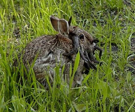 Conejo con virus papiloma
