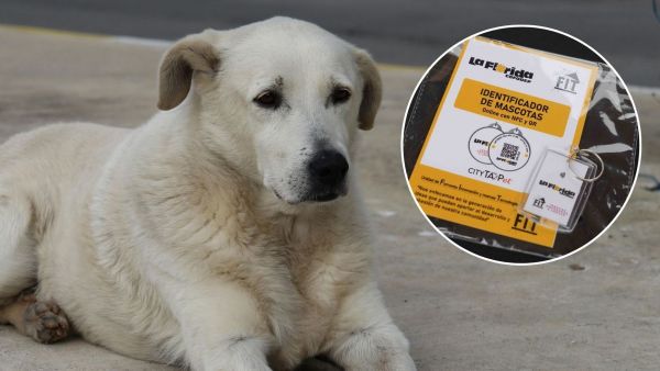 Perro y collares de rastreo gratuitos