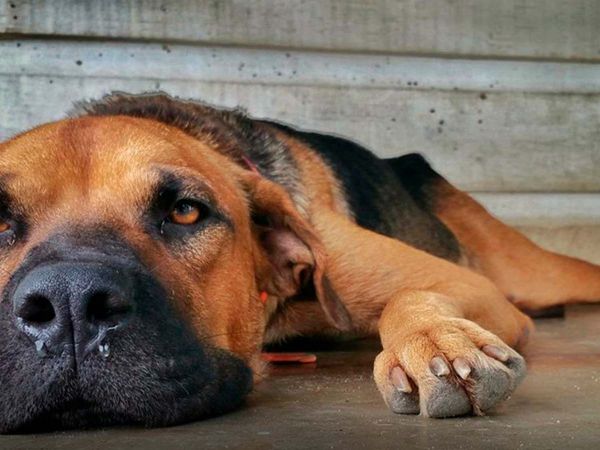 Investigadores de la Universidad de Chile analizan la diversidad genética del distemper canino para mejorar las vacunas en Chile.