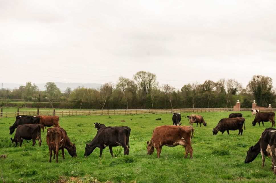 Vacas. Ganado