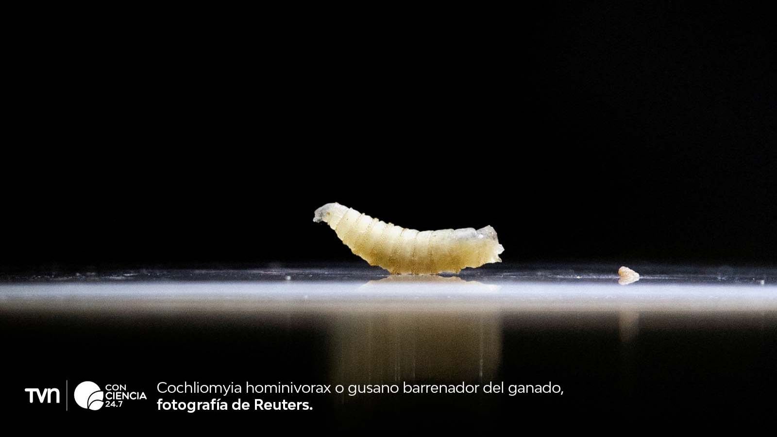 Detectan el primer caso en humanos en EE.UU. del gusano barrenador del Nuevo Mundo,