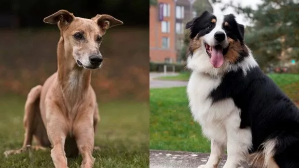 Perros