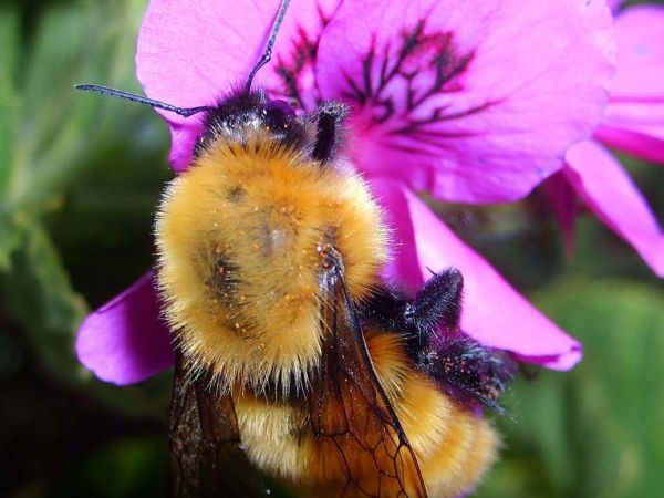 Abejorro silvestre recolectando polen de una flor en las Montañas Rocosas.