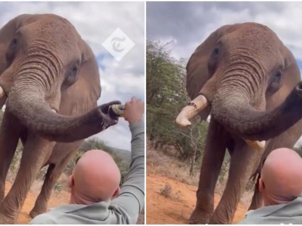Hombre le da cerveza a elefante