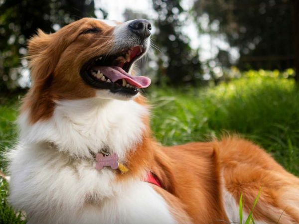 Crean nanoemulsión de cannabis contra cáncer mamario perruno.