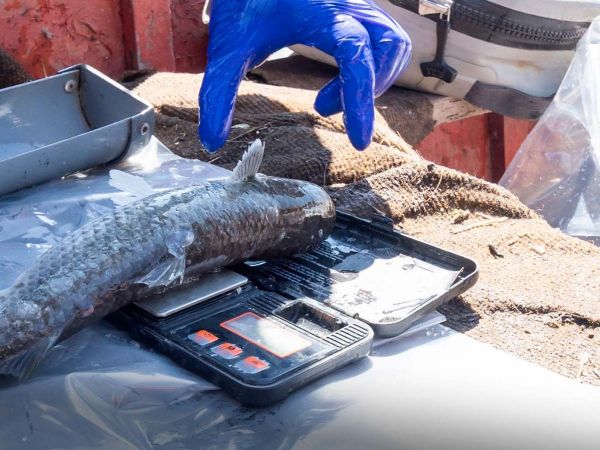 Estuario del río Maipo: refugio clave para peces endémicos en riesgo.