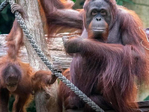 Orangután joven observa a su madre construir un nido en lo alto de los árboles de la selva.