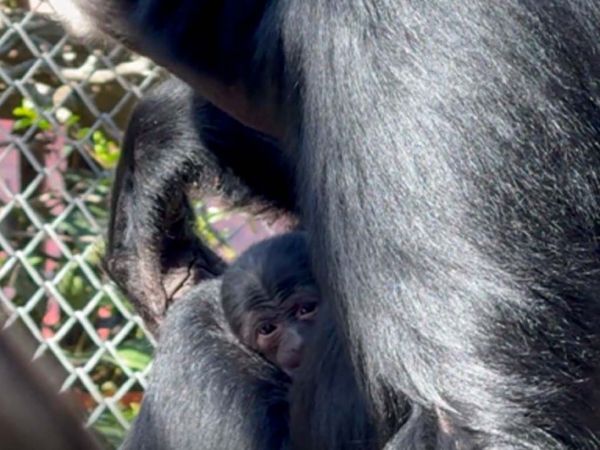 Siamang recién nacido en Buinzoo.