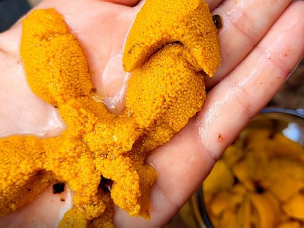 Erizo negro de Juan Fernández, especie endémica en proceso de convertirse en recurso pesquero y gastronómico en Chile.