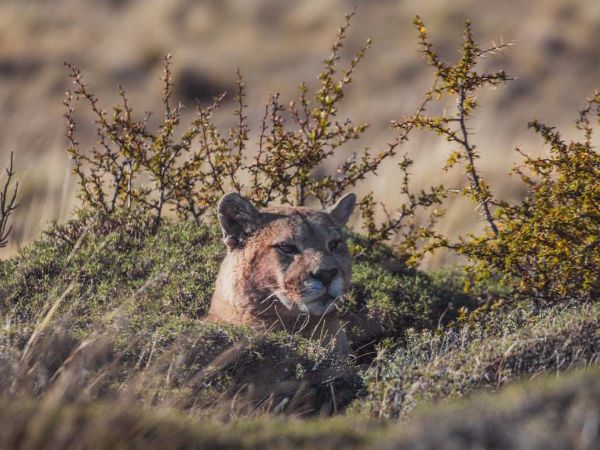 Puma observado a la distancia en el Parque Nacional Torres del Paine, ejemplo de avistamiento responsable en la Patagonia chilena.