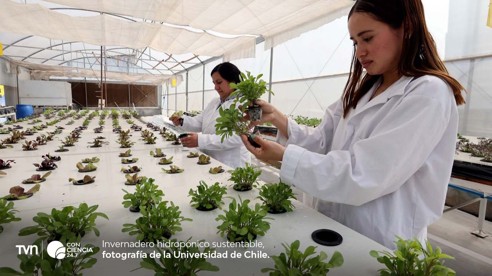 Universidad de Chile inaugura planta solar e invernadero sustentable.