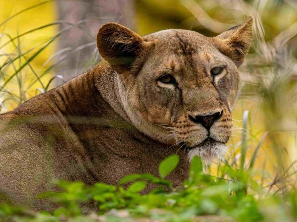 León. Foto referencial.