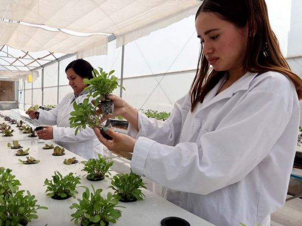 Universidad de Chile inaugura planta solar e invernadero sustentable.