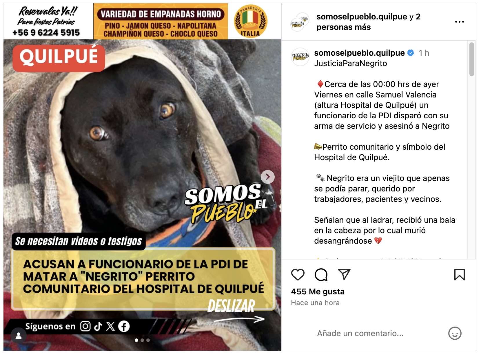 Muerte perro quilpué