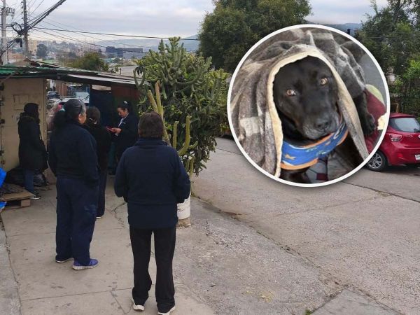 Perro muere en Quilpué