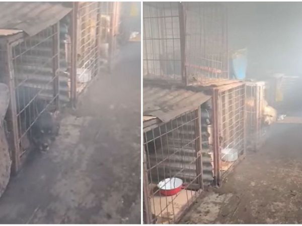 Denuncia de maltrato animal en Punta Arenas