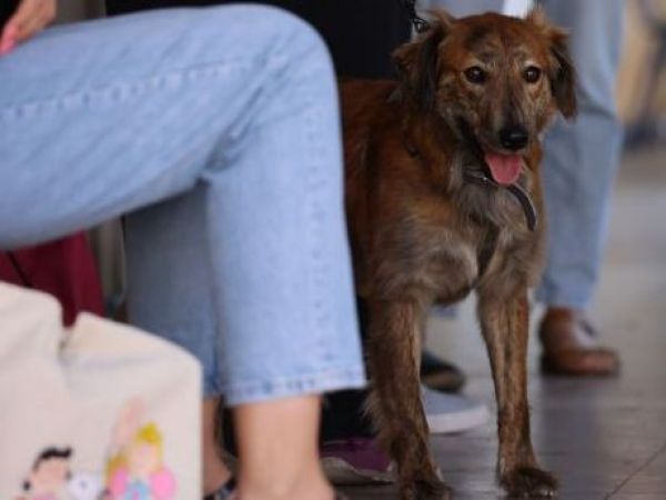 Qué pueden y qué no deben comer las mascotas durante Fiestas Patrias