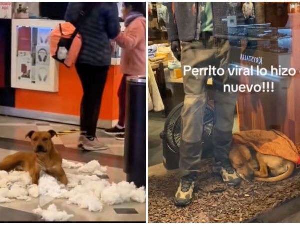 Perro viral del Mall Marina de Viña del Mar.