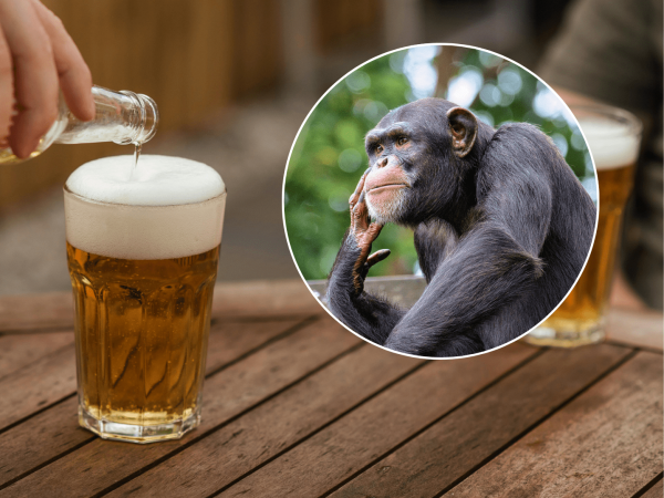 Gusto por el alcohol vendría de los chimpancés