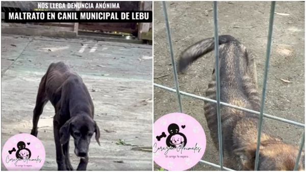 Denuncia de maltrato animal en canil municipal de Lebu