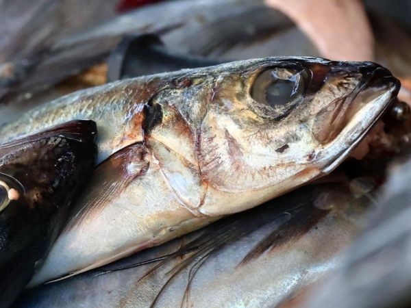 Día del jurel, foto referencial.