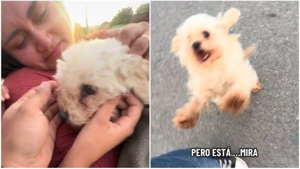 Perrita chilena regresó a casa
