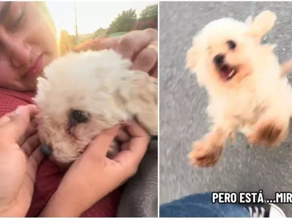 Perrita chilena regresó a casa