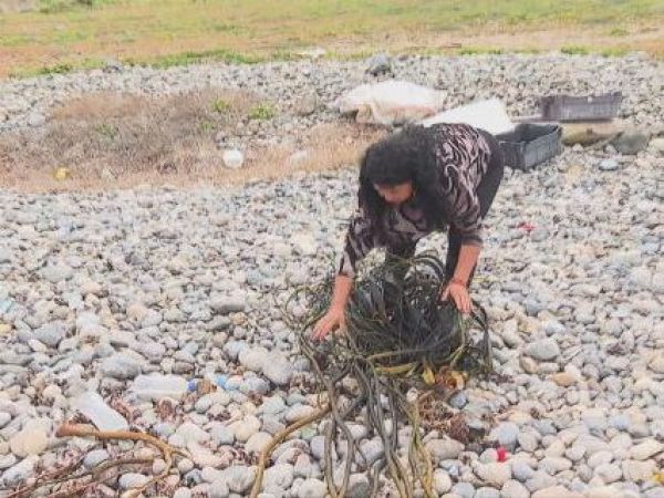 Familias subsisten recolectando algas varadas
