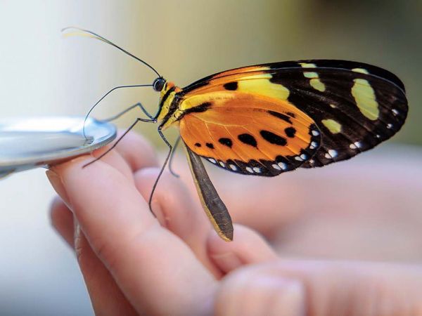 Mariposa de colores brillantes en un bosque tropical, contrastando con el entorno monocromático de una plantación de eucaliptos.