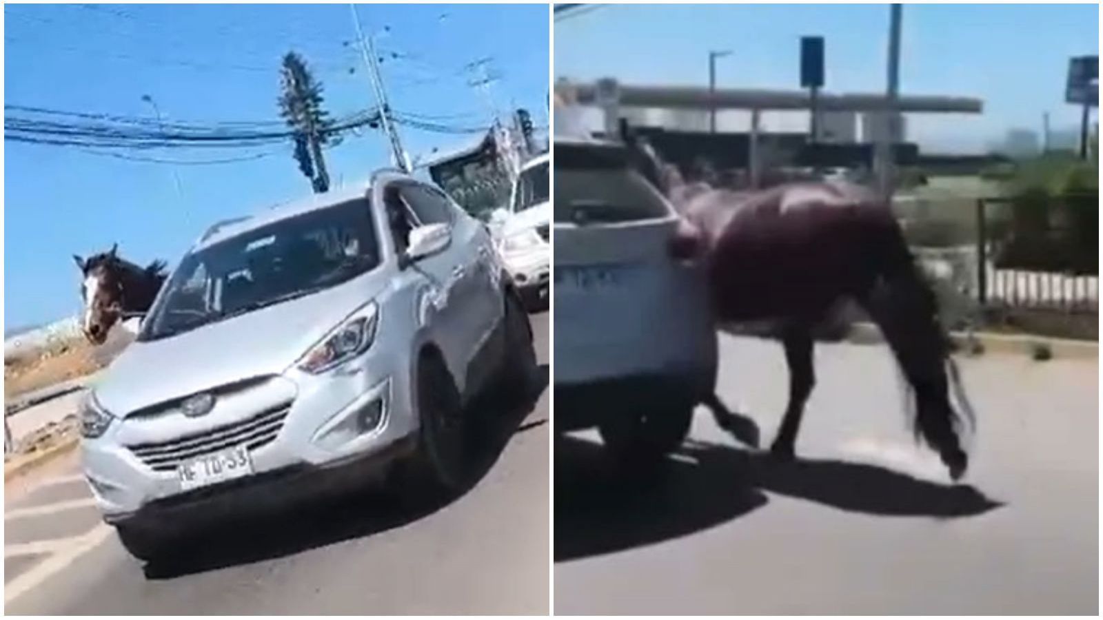Sujeto conduce con caballo amarrado en Coquimbo