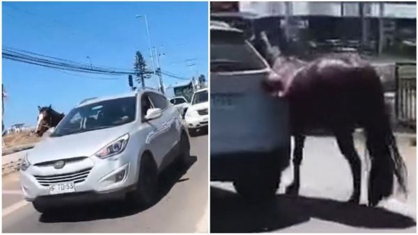 Yegua viral de Coquimbo fue encontrada muerta