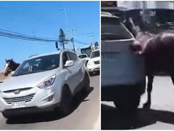 Yegua viral de Coquimbo fue encontrada muerta