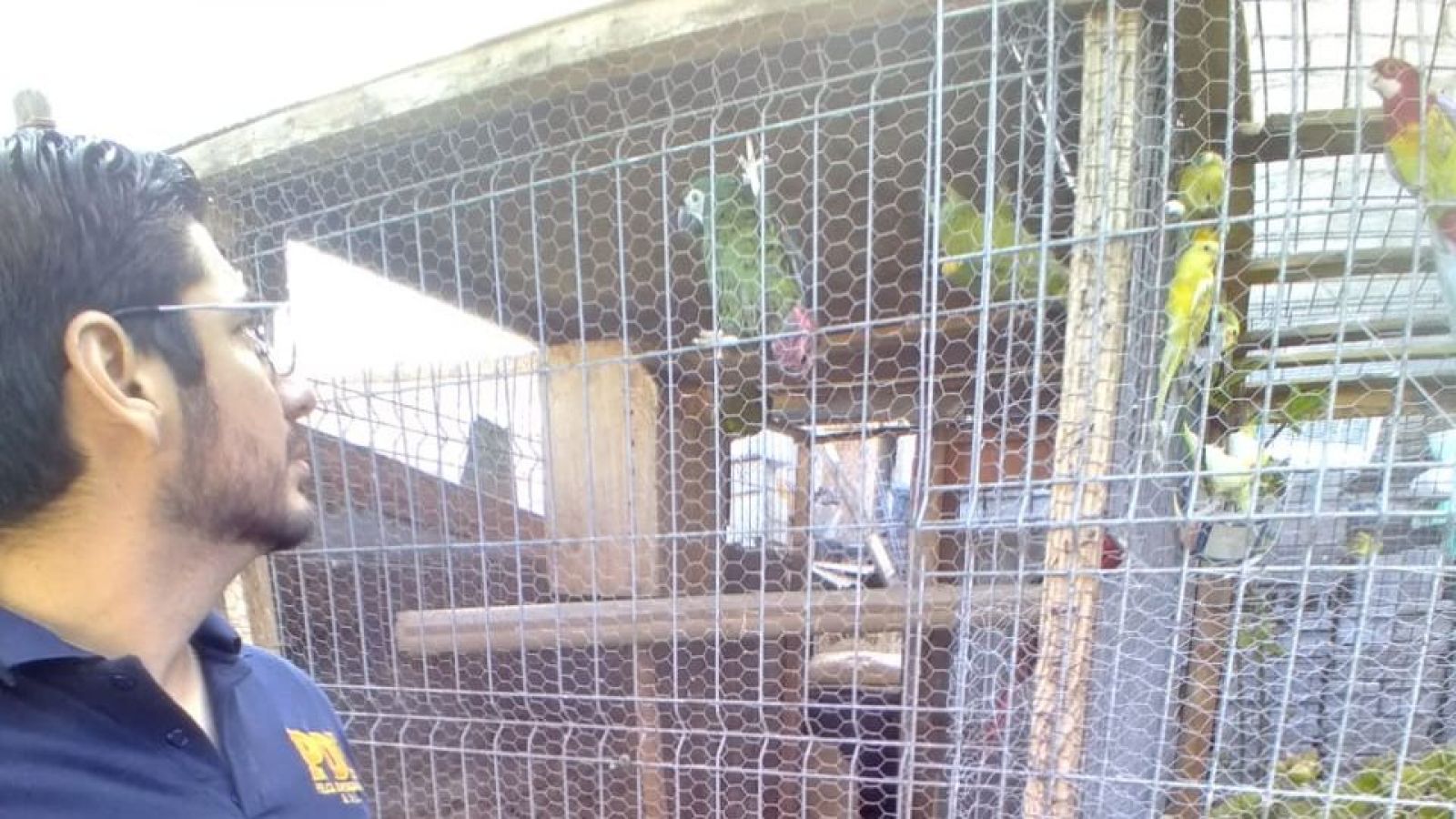 Sujeto detenido por posesión de aves exóticas