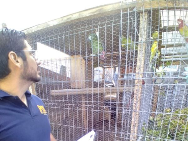 Sujeto detenido por posesión de aves exóticas