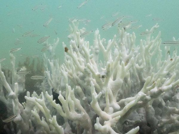 Arrecifes de coral blanqueados por el aumento de la temperatura oceánica, un fenómeno global que pone en riesgo la biodiversidad marina.