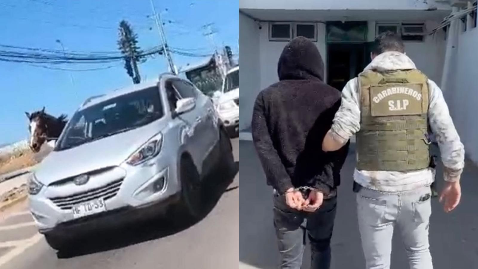 Sujeto detenido por abigeato y maltrato animal en Coquimbo