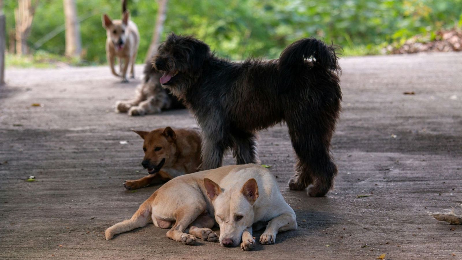 Perros. Foto referencial.