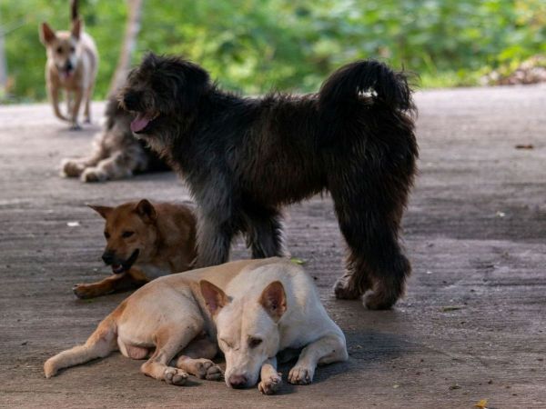 Perros. Foto referencial.